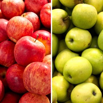 Two-in-one apple tree Malus domestica Gala and Golden Delicious