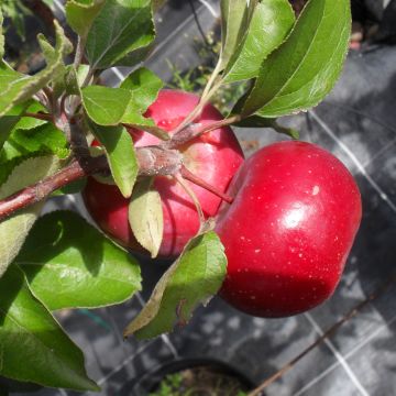 Apple Tree Red Love - Malus domestica