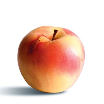 Apple Tree Winter Banana - Malus domestica