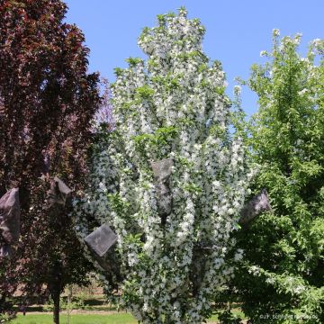 Malus Ivory Spear - Crab Apple
