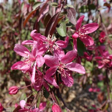 Malus Royal Beauty Variegata - Crab Apple