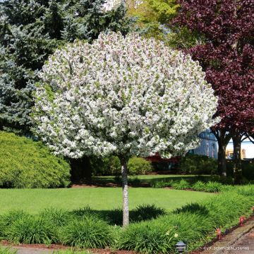 Malus Sparkling Sprite - Crab Apple