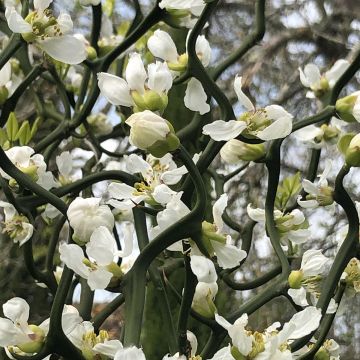 Poncirus trifoliata Flying Dragon - Citronnier épineux Poncirus trifoliata Flying Dragon - Citronnier épineux