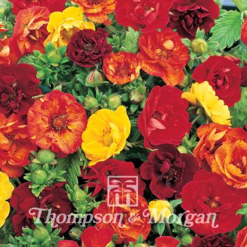 Potentilla atrosanguinea Fireball Mixed