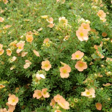 Potentilla fruticosa 'Daydawn' - Shrubby cinquefoil