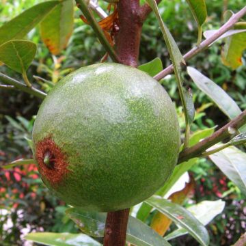 Pouteria obovata Pouteria obovata