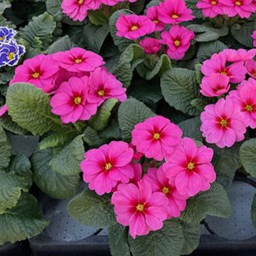 Primula Raesberry Rose - English Primrose Primula Raesberry Rose - English Primrose
