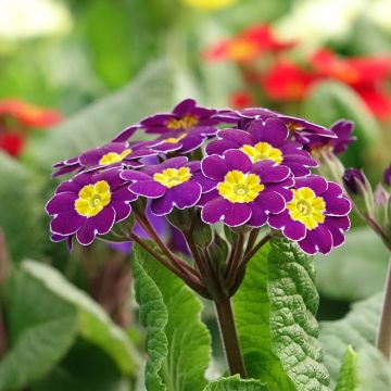 Primula elatior Veristar Late Twinkle Violet - Primula Crescendo Mix seeds - Oxlip Primula elatior Veristar Late Twinkle Violet - Primula Crescendo Mix seeds - Oxlip