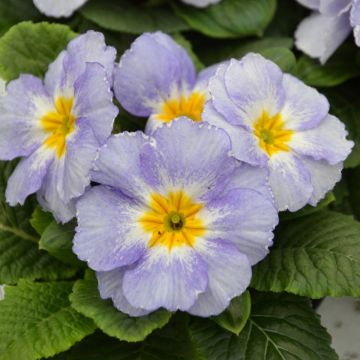 Primula vulgaris Porcelain Blue F1 - English Primrose