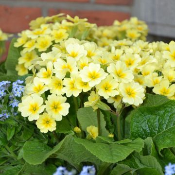 Primula eliator Veristar Lemon - Oxlip