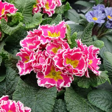 Primula vulgaris Sweetie - English Primrose