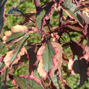 Prunus cerasifera Hessei - Cherry plum Prunus cerasifera Hessei - Cherry plum