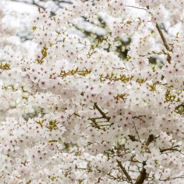 Prunus  The Bride