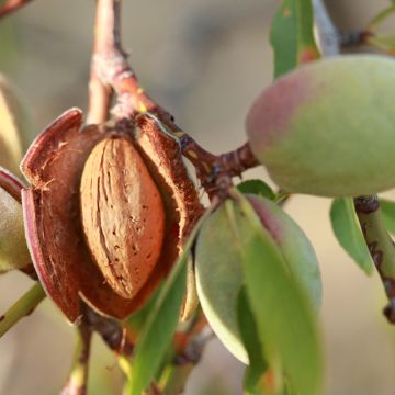 Prunus dulcis Desmayo Largueta - Almond tree