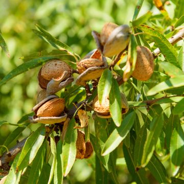 Prunus dulcis Marcona - Almond