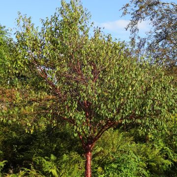Prunus serrula - Tibetan Cherry Prunus serrula - Tibetan Cherry