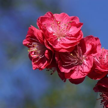Prunus persica Melred Weeping