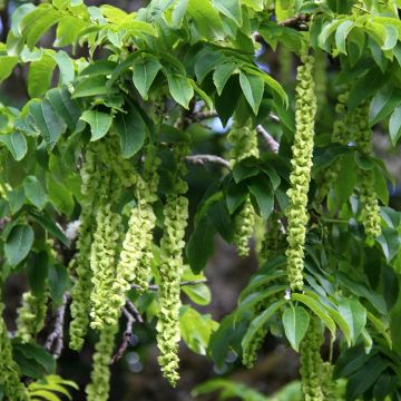 Pterocarya fraxinifolia - Caucasian wingnut