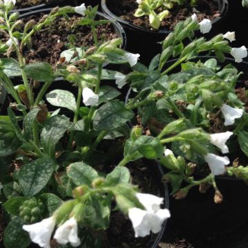 Pulmonaria Ice Ballet - Lungwort