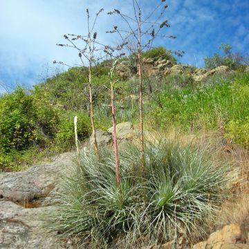 Puya coerulea Violacea - Blue puya