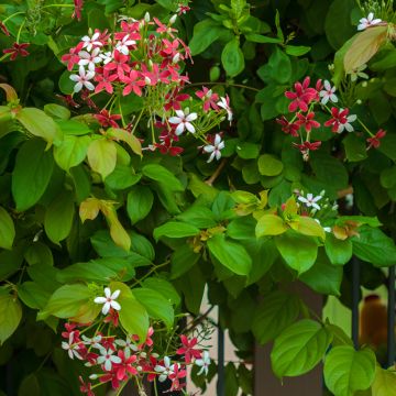 Quisqualis indica - Rangoon creeper Quisqualis indica - Rangoon creeper
