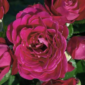 Rosa 'Dominica' - Standard Rose