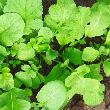 Raphanus sativus var. oleiformis organic seed - Fodder radish, green manure