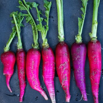 Radish Violet de Gournay seeds - Winter radish