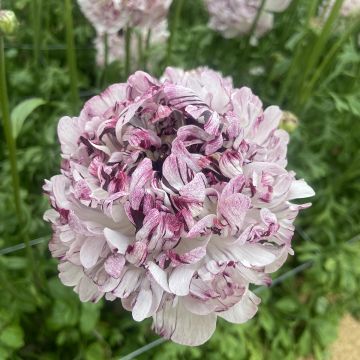 Ranunculus asiaticus Brushmark Seti® - Persian Buttercup