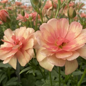 Ranunculus asiaticus Butterfly Eris® - Persian Buttercup