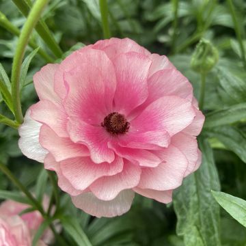 Ranunculus asiaticus Butterfly Hera® - Persian Buttercup
