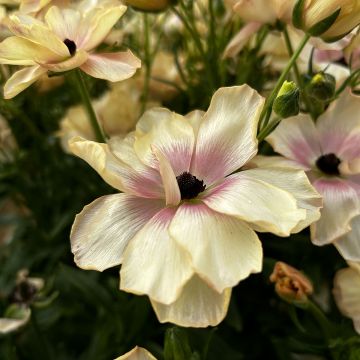 Ranunculus asiaticus Butterfly Hestia® - Persian Buttercup