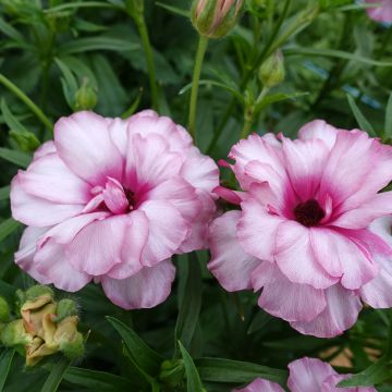 Ranunculus asiaticus Butterfly Jupiter® - Persian Buttercup
