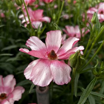Ranunculus asiaticus Butterfly Lycia® - Persian buttercup