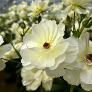 Ranunculus asiaticus Butterfly Ninos® - Persian buttercup
