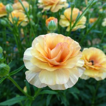 Ranunculus asiaticus Butterfly Vestalis® - Persian buttercup