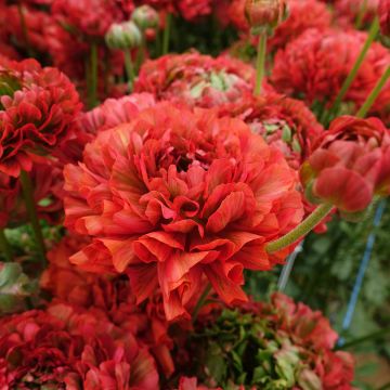 Ranunculus asiaticus Crown Bastille® - Persian buttercup