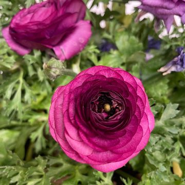 Ranunculus hybrida Vortex F1 Purple - Persian Buttercup