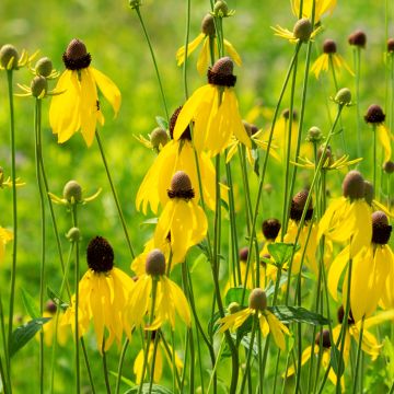 Ratibida pinnata - Yellow Coneflower