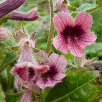 Rehmannia henryi