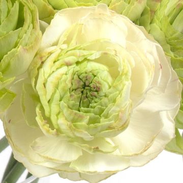 Ranunculus asiaticus Supreme Light Green® - Persian buttercup