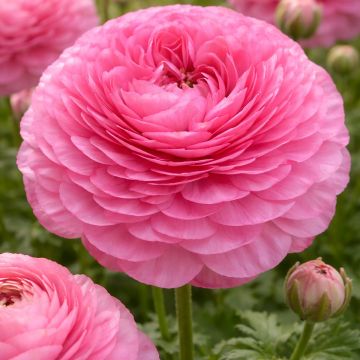Ranunculus asiaticus Supreme Pink® - Persian buttercup
