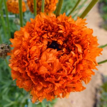 Ranunculus asiaticus Poodle Mudassar® - Persian buttercup