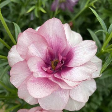 Ranunculus asiaticus Butterfly Thiva® - Persian buttercup
