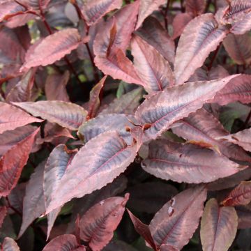 Renouée - Persicaria micro. Red Dragon Renouée - Persicaria micro. Red Dragon