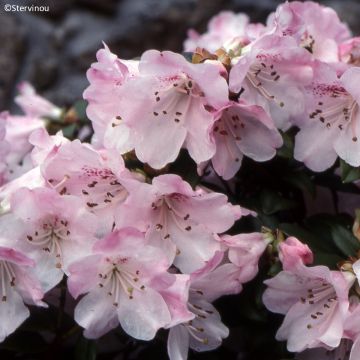 Rhododendron ‘Cilpinense' 