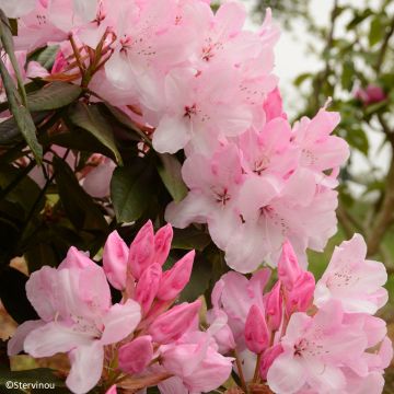 Rhododendron 'Halopeanum' 