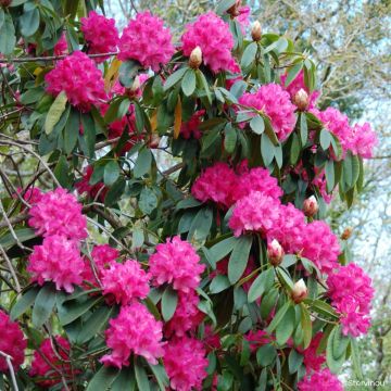Rhododendron 'Souvenir de J. Broughton' 