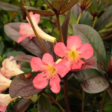 Rhododendron vireya Strawberry Parfait - Tropical Rhododendron