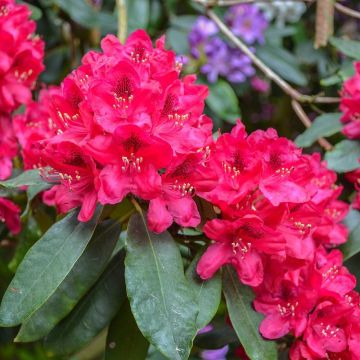 Rhododendron  Lord Roberts